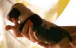 Image of firstpic2.jpg