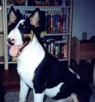 Image of hppydog.jpg