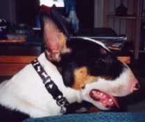Image of junprof.jpg