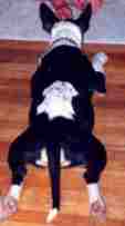Image of splat.jpg